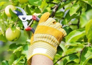 Літнє обрізування дерев: коли потрібне та як це зробити правильно