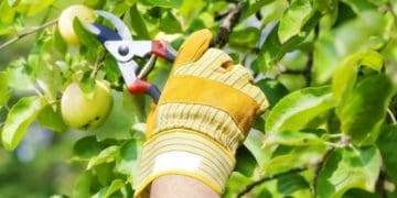 Літнє обрізування дерев: коли потрібне та як це зробити правильно