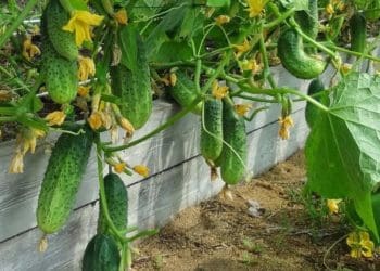 Чому огірки бувають гіркі і як цьому запобігти: поради