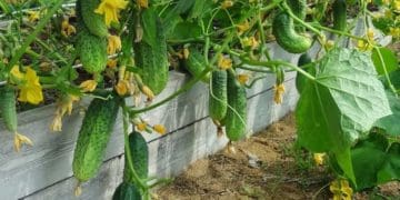 Чому огірки бувають гіркі і як цьому запобігти: поради