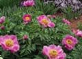 У Тернополі розквітли сотні видів півоній (Відео)