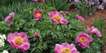 У Тернополі розквітли сотні видів півоній (Відео)