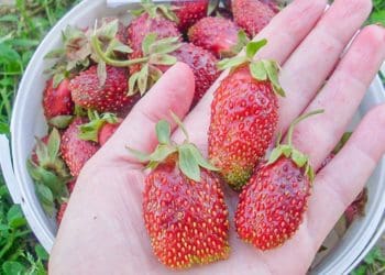 Три способи зберегти полуницю на зиму