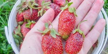 Три способи зберегти полуницю на зиму