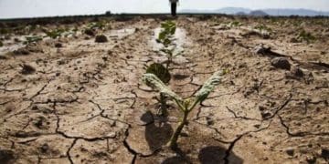 Тернопільщину віднесли до посушливих регіонів України