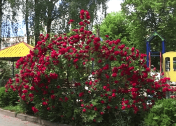 Трояндова оранжерея розквітла у одному з дворів Тернополя