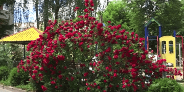 Трояндова оранжерея розквітла у одному з дворів Тернополя