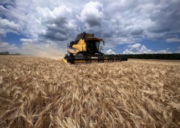 Контінентал розпочав обмолот озимих культур