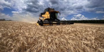 Контінентал розпочав обмолот озимих культур