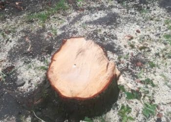 У Тернополі зрізали 11 здорових дерев через благоустрій