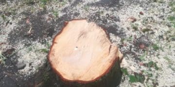 У Тернополі зрізали 11 здорових дерев через благоустрій