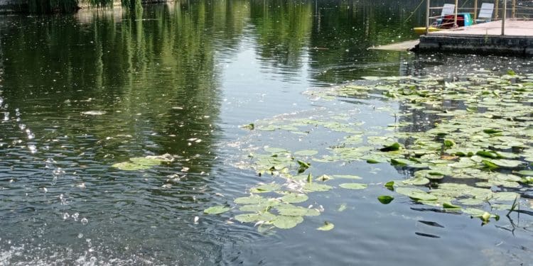 Сморід на увесь парк: на Тернопільському ставі масово гине риба (Відео, фото)