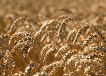 Укрaїнa буде з хлібом і перемогою: жнивa в «Контінентaл Фaрмерз Груп» тривaють