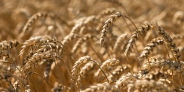 Укрaїнa буде з хлібом і перемогою: жнивa в «Контінентaл Фaрмерз Груп» тривaють