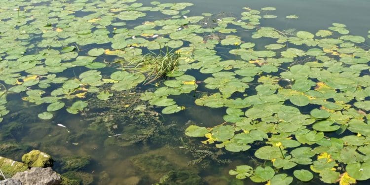 Сморід на увесь парк: на Тернопільському ставі масово гине риба (Відео, фото)