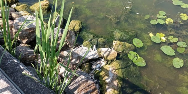 Сморід на увесь парк: на Тернопільському ставі масово гине риба (Відео, фото)