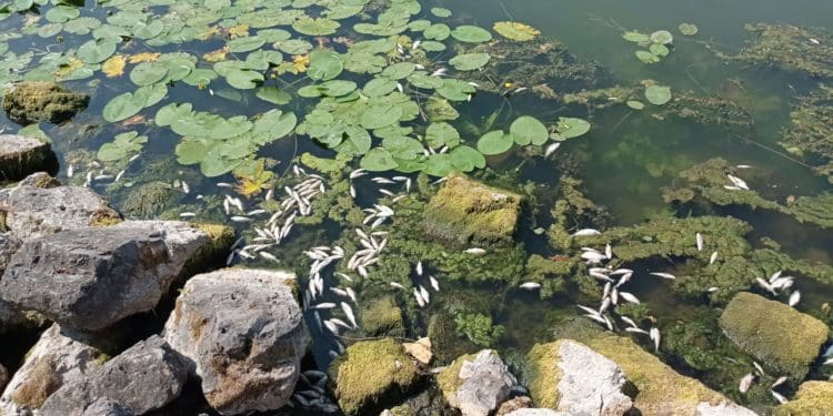 Сморід на увесь парк: на Тернопільському ставі масово гине риба (Відео, фото)
