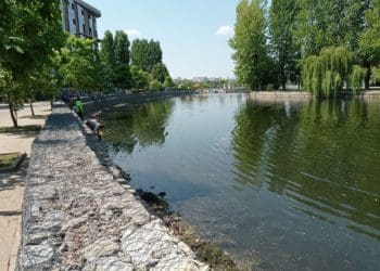 Сморід на увесь парк: на Тернопільському ставі масово гине риба (Відео, фото)
