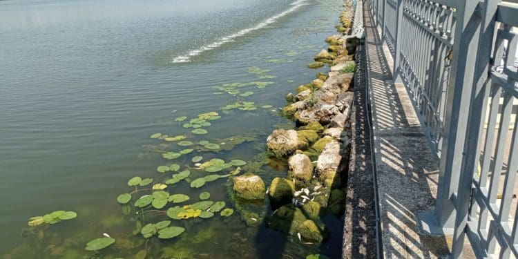 Сморід на увесь парк: на Тернопільському ставі масово гине риба (Відео, фото)