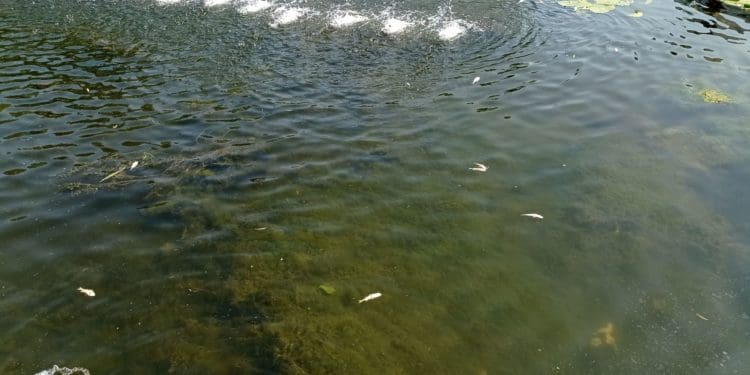 Сморід на увесь парк: на Тернопільському ставі масово гине риба (Відео, фото)