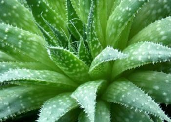 Як вирощувати алое: правила догляду