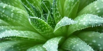 Як вирощувати алое: правила догляду