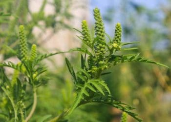 Як боротися з амброзією: 5 способів