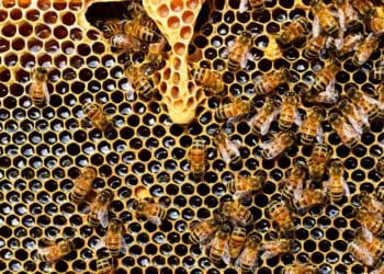 Масовий мор бджіл на Тернопільщині: пасічники шукають винних