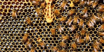 Масовий мор бджіл на Тернопільщині: пасічники шукають винних