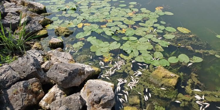 Сморід на увесь парк: на Тернопільському ставі масово гине риба (Відео, фото)