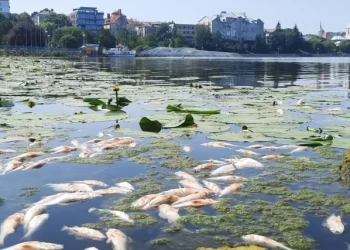 Сморід на увесь парк: на Тернопільському ставі масово гине риба (Відео, фото)