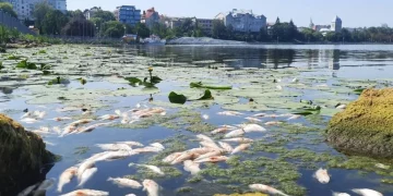 Сморід на увесь парк: на Тернопільському ставі масово гине риба (Відео, фото)