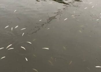 На Тернопільському ставі сплили близько сотні мальків риб (Відео)