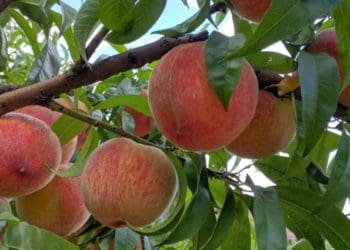 Вирощування персика з кісточки: переваги, недоліки та практичні поради