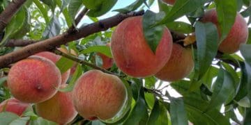 Вирощування персика з кісточки: переваги, недоліки та практичні поради