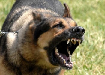 На Тернопільщині зафіксовано випадок смертельної для людини хвороби