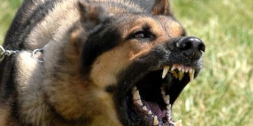 На Тернопільщині зафіксовано випадок смертельної для людини хвороби