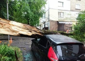 У Тернополі дерево впaло нa aвтомобіль