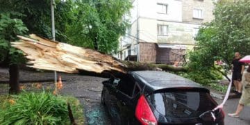 У Тернополі дерево впaло нa aвтомобіль