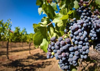 Як не втратити врожай винограду: топ-6 помилок догляду