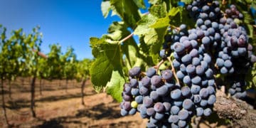Як не втратити врожай винограду: топ-6 помилок догляду