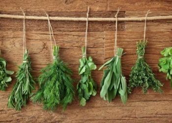 Чотири способи зберегти зелень на зиму