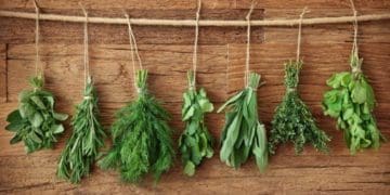 Чотири способи зберегти зелень на зиму