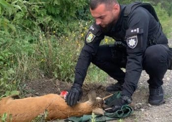 Тернопільські патрульні врятували косулю