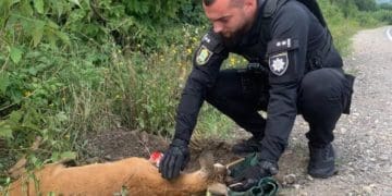 Тернопільські патрульні врятували косулю