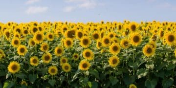 Щиро вітаємо з Днем Незалежності України! “Креатор-Буд” бажає єдності та порозуміння і щасливого майбутнього нашої держави!