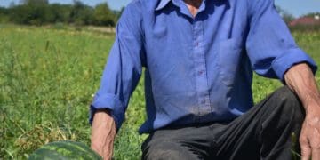 Вирощені на власному полі кавуни Михайло Кузів продає на ринку у Чорткові