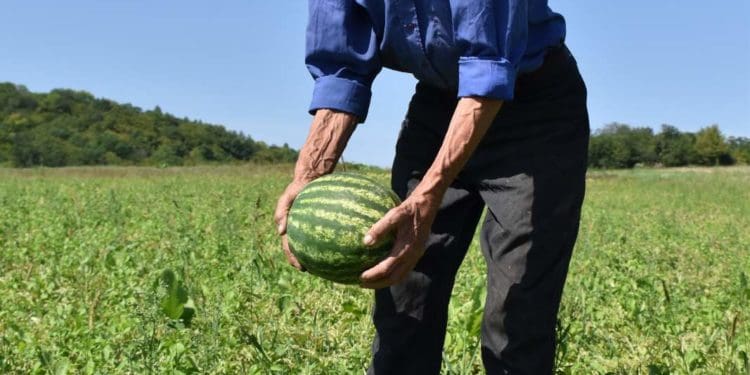 Вирощені на власному полі кавуни Михайло Кузів продає на ринку у Чорткові