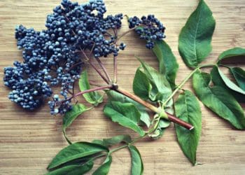 10 природних запахів, які врятують тих, кого постійно кyсають комарі