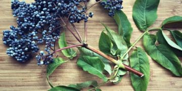 10 природних запахів, які врятують тих, кого постійно кyсають комарі